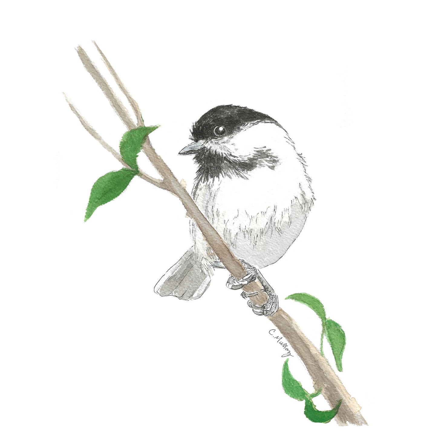 Chickadee Assorted Notecard Set