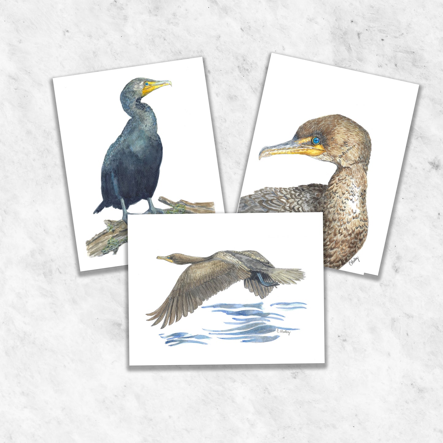 Cormorants 3-card pack