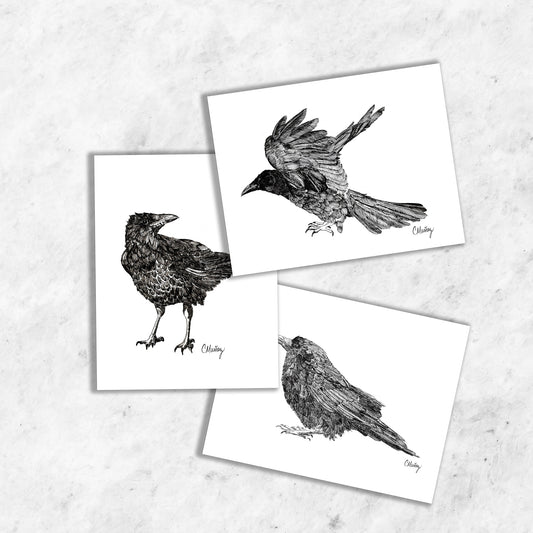 Crows 3-card pack